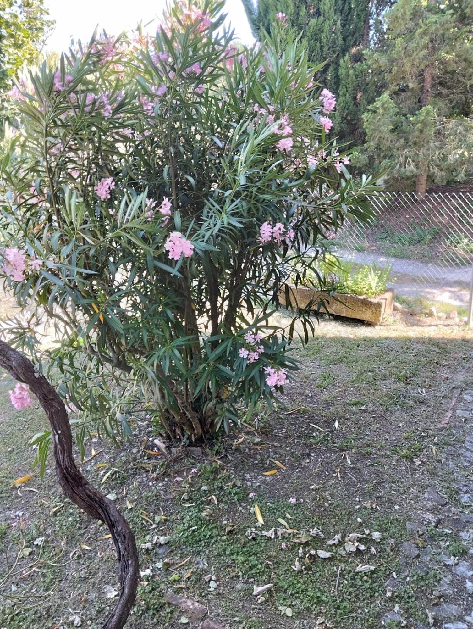 Rosmarino Casale Holiday home